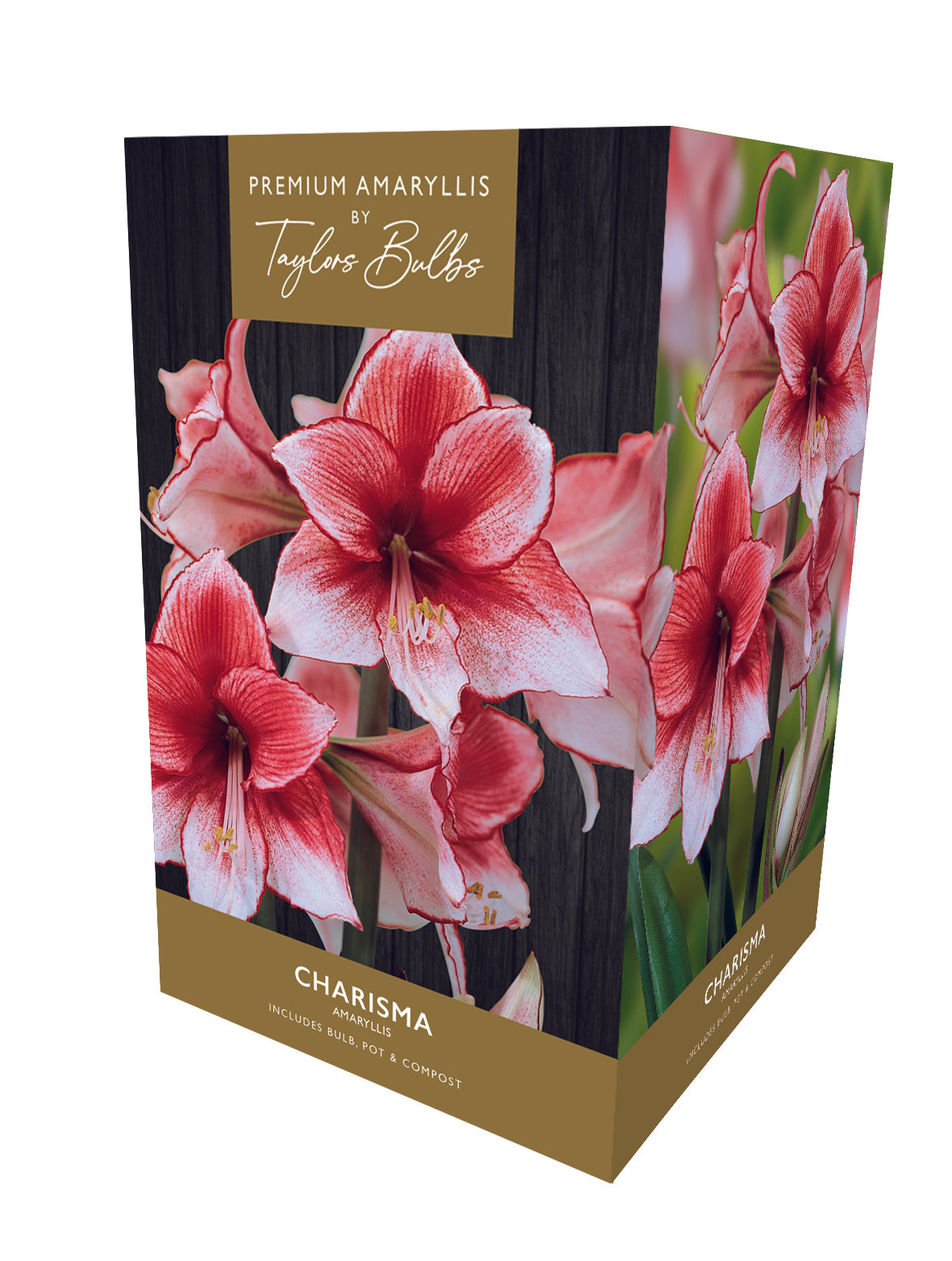 Premium Amaryllis Charisma 26-28cm