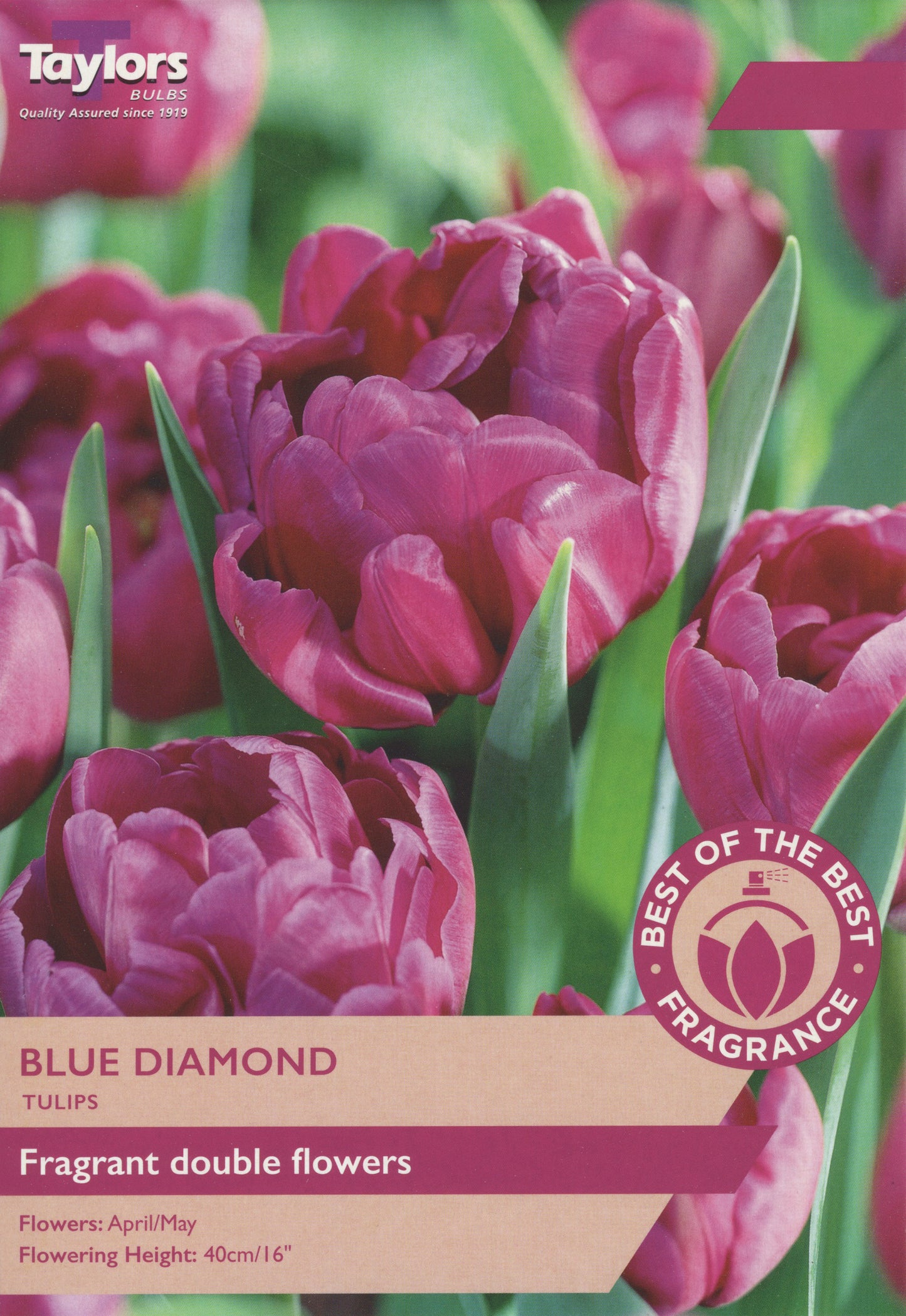 Tulip Blue Diamond Fragrant Pre Pack