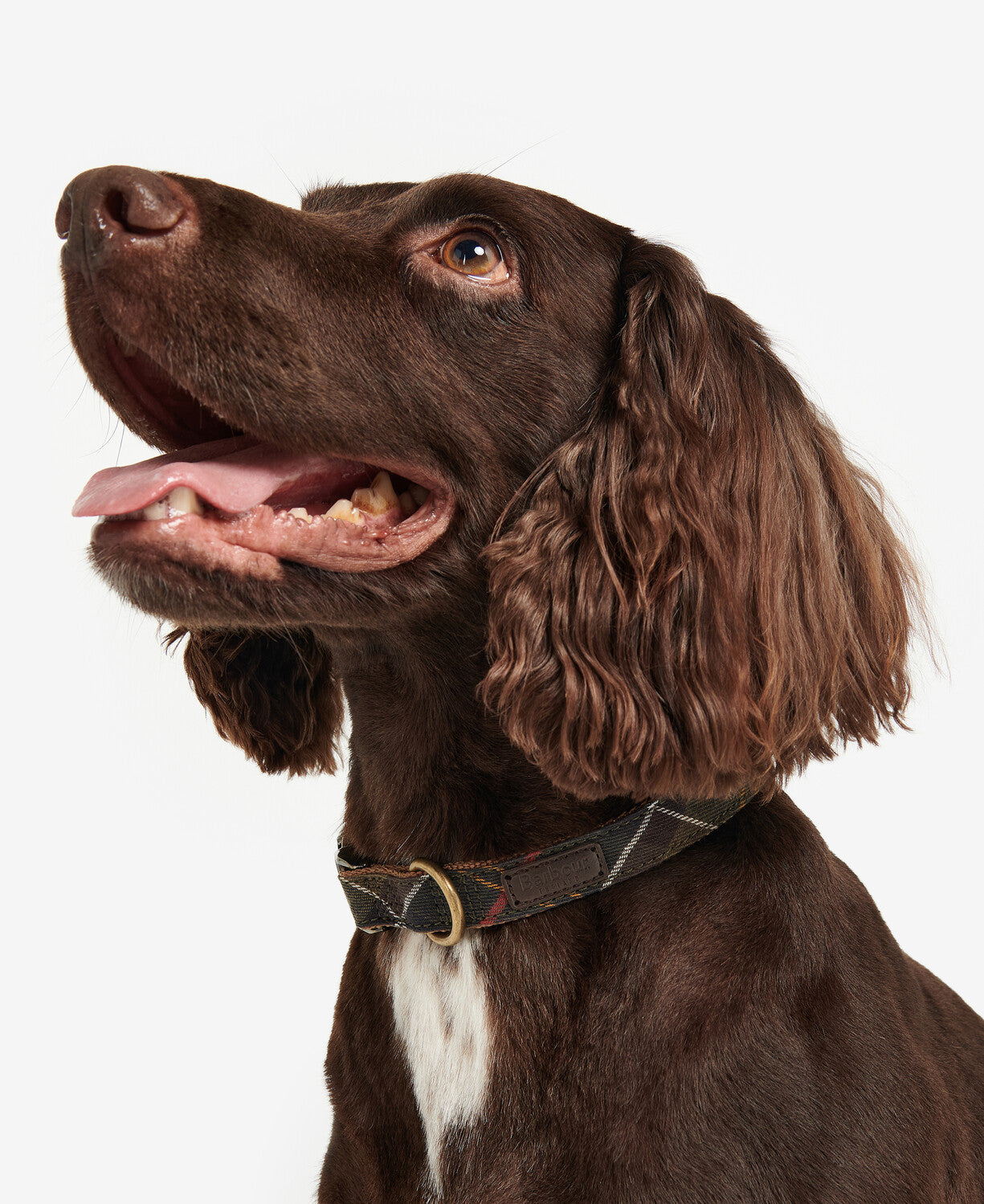 Barbour webbing dog clearance collar