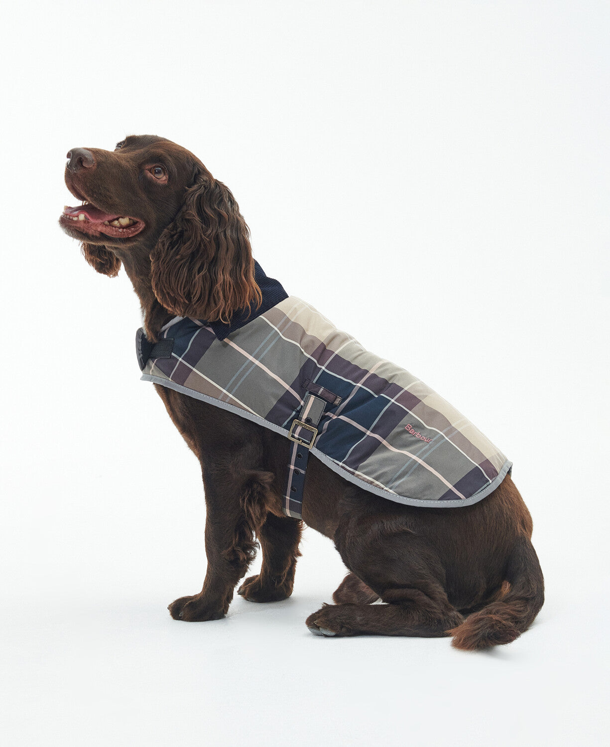 Barbour hot sale dachshund coat