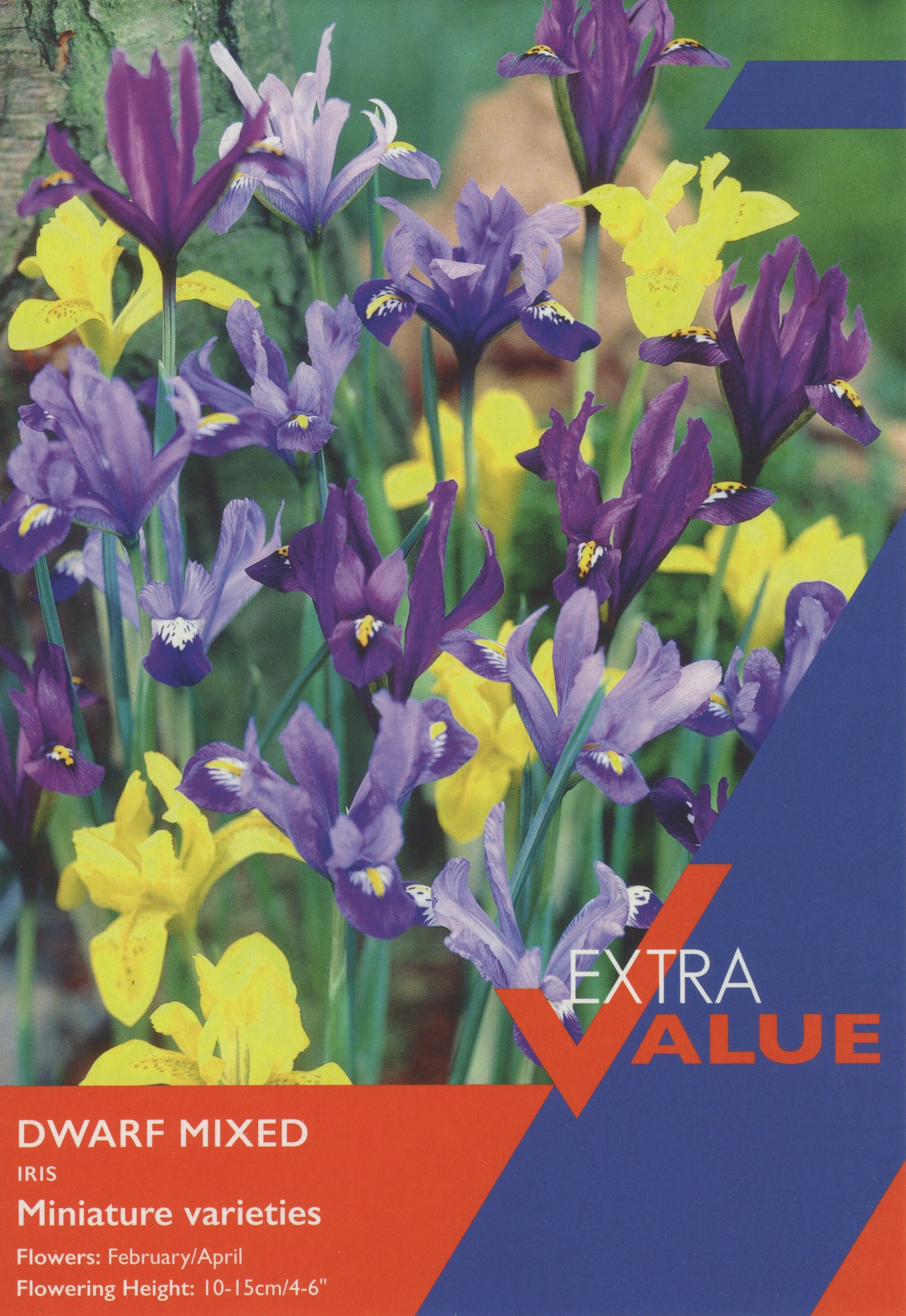 Extra Value Iris Dwarf Mixed