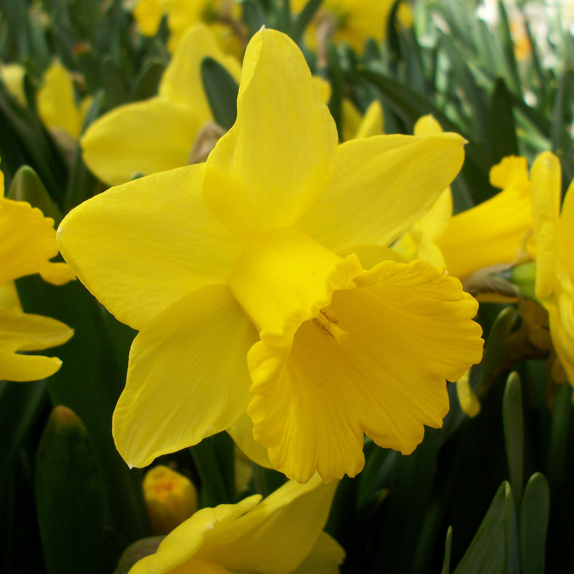 Narcissus Golden Trumpets 5kg Bag