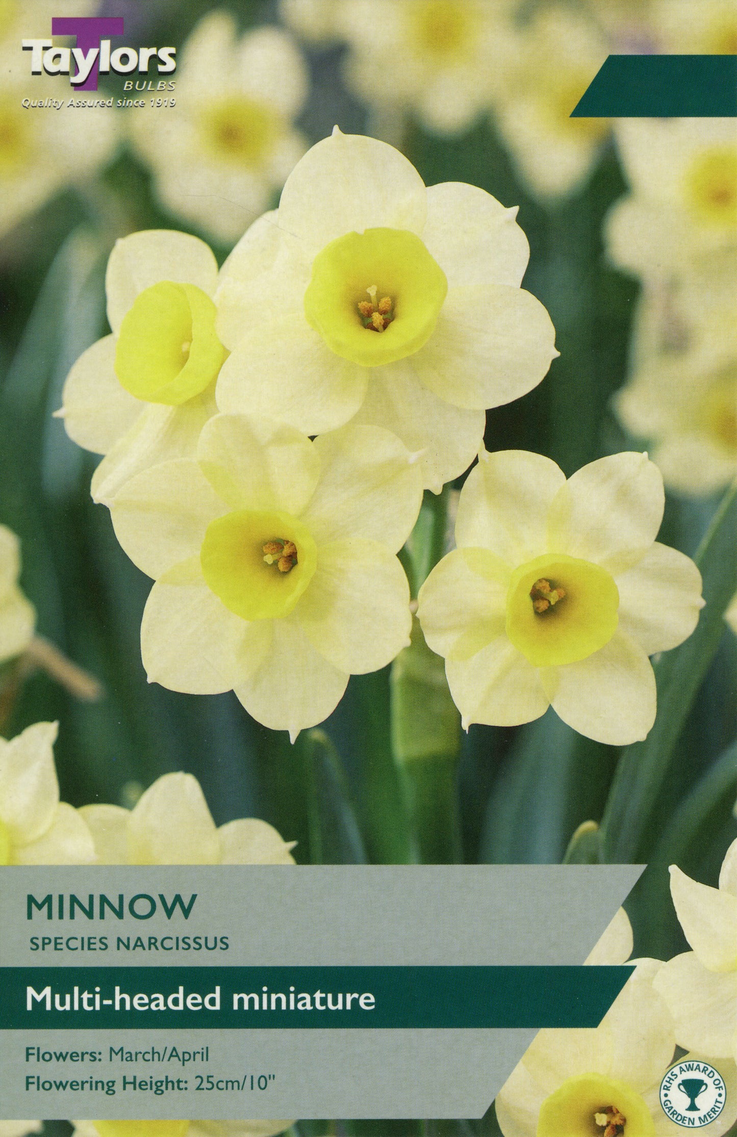 Minnow Species Narcissus Daffodil Pre Pack