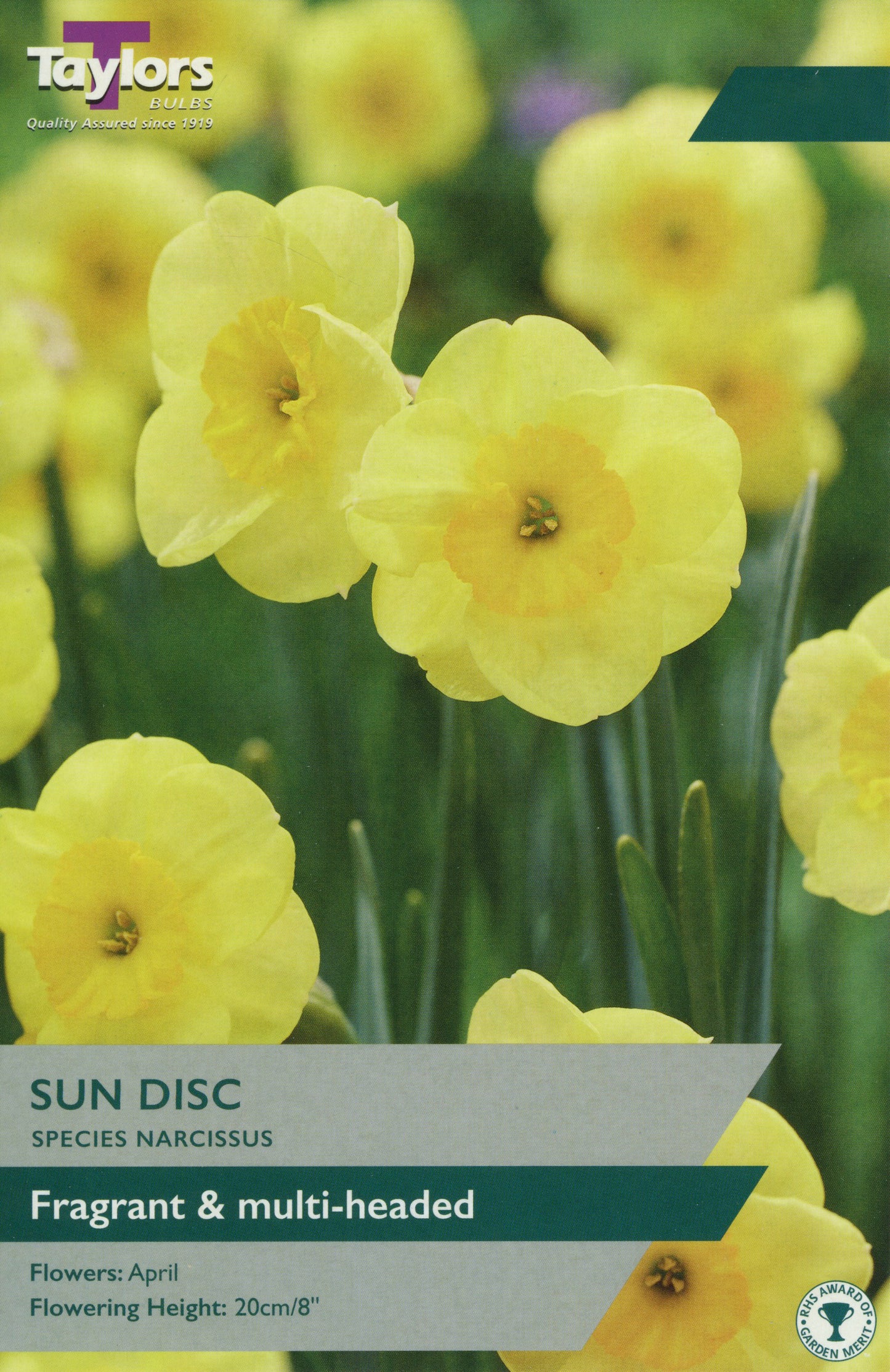 Sun Disc Species Narcissus Daffodil Pre Pack