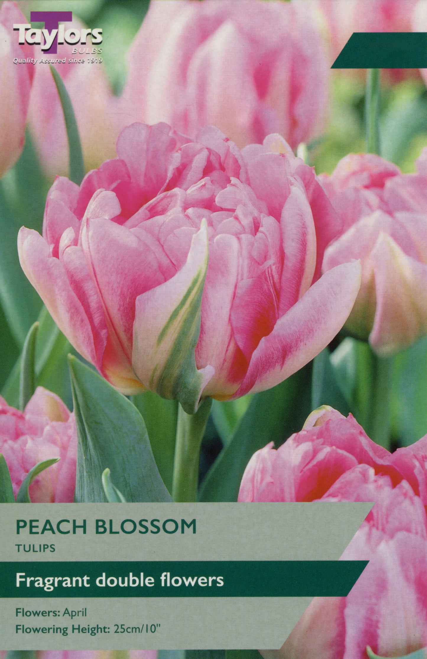 Peach Blossom Tulips Pre Pack