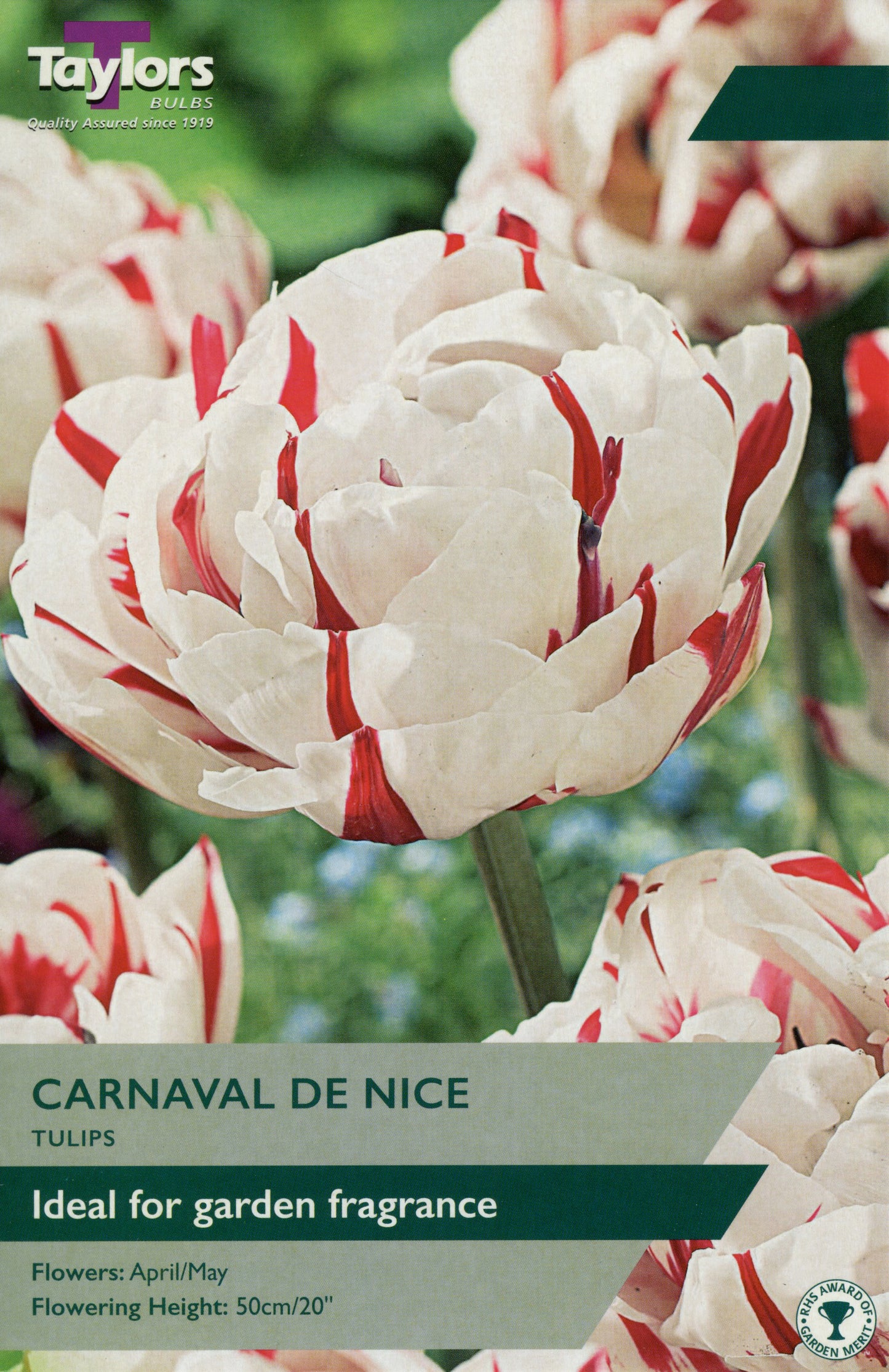 Carnaval De Nice Tulip