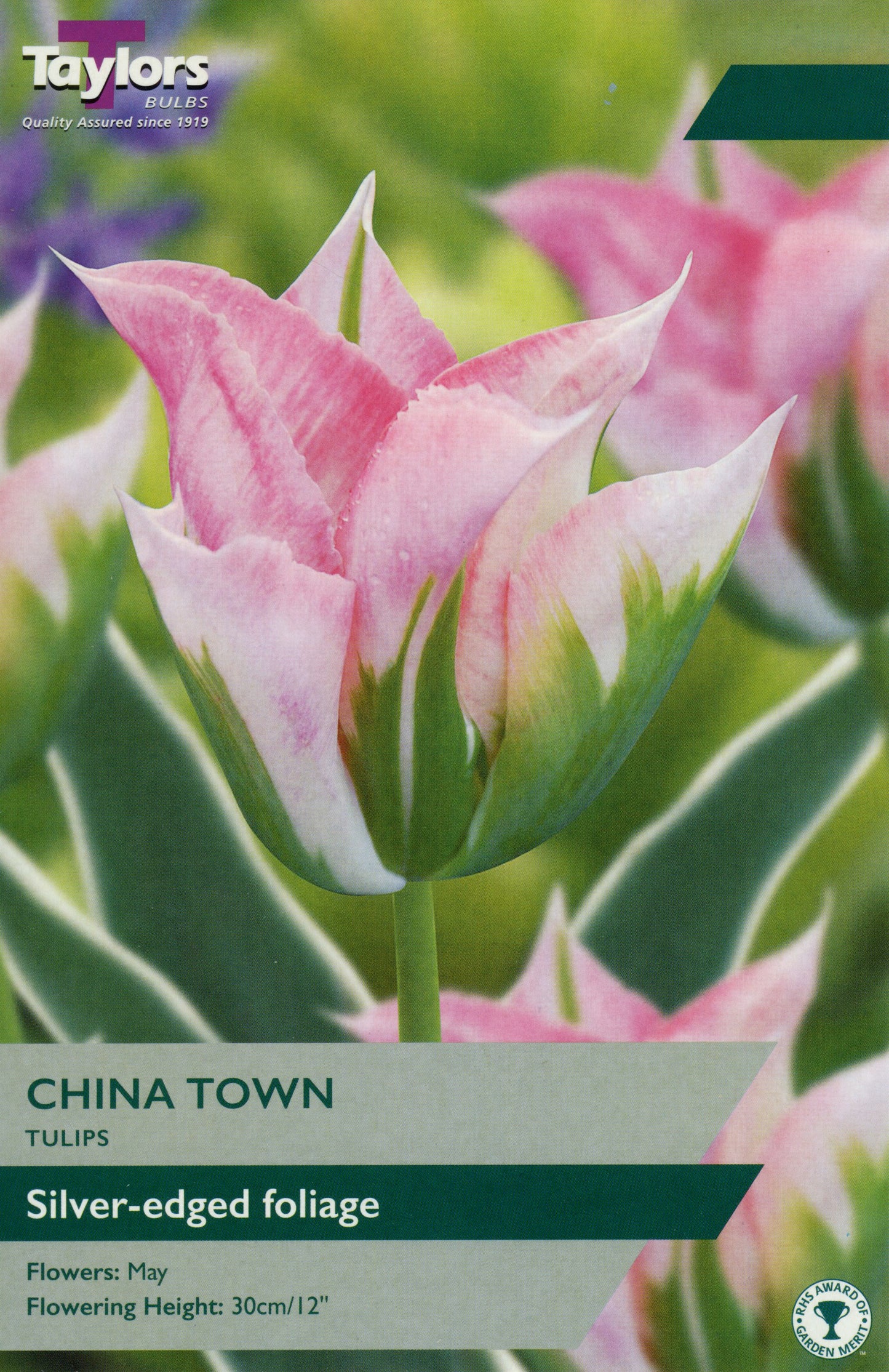 China Town Tulip Pre Packed