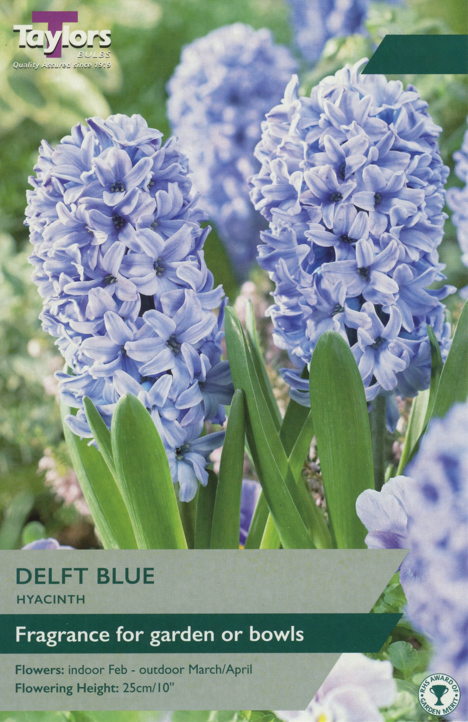 Delft Blue Hyacinth Pre Pack