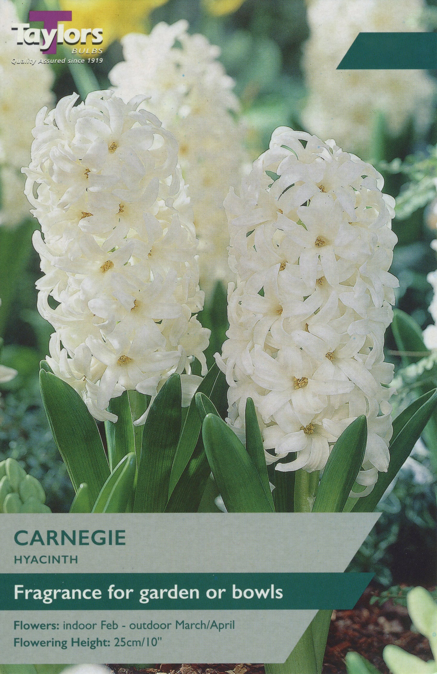 Carnegie Hyacinth