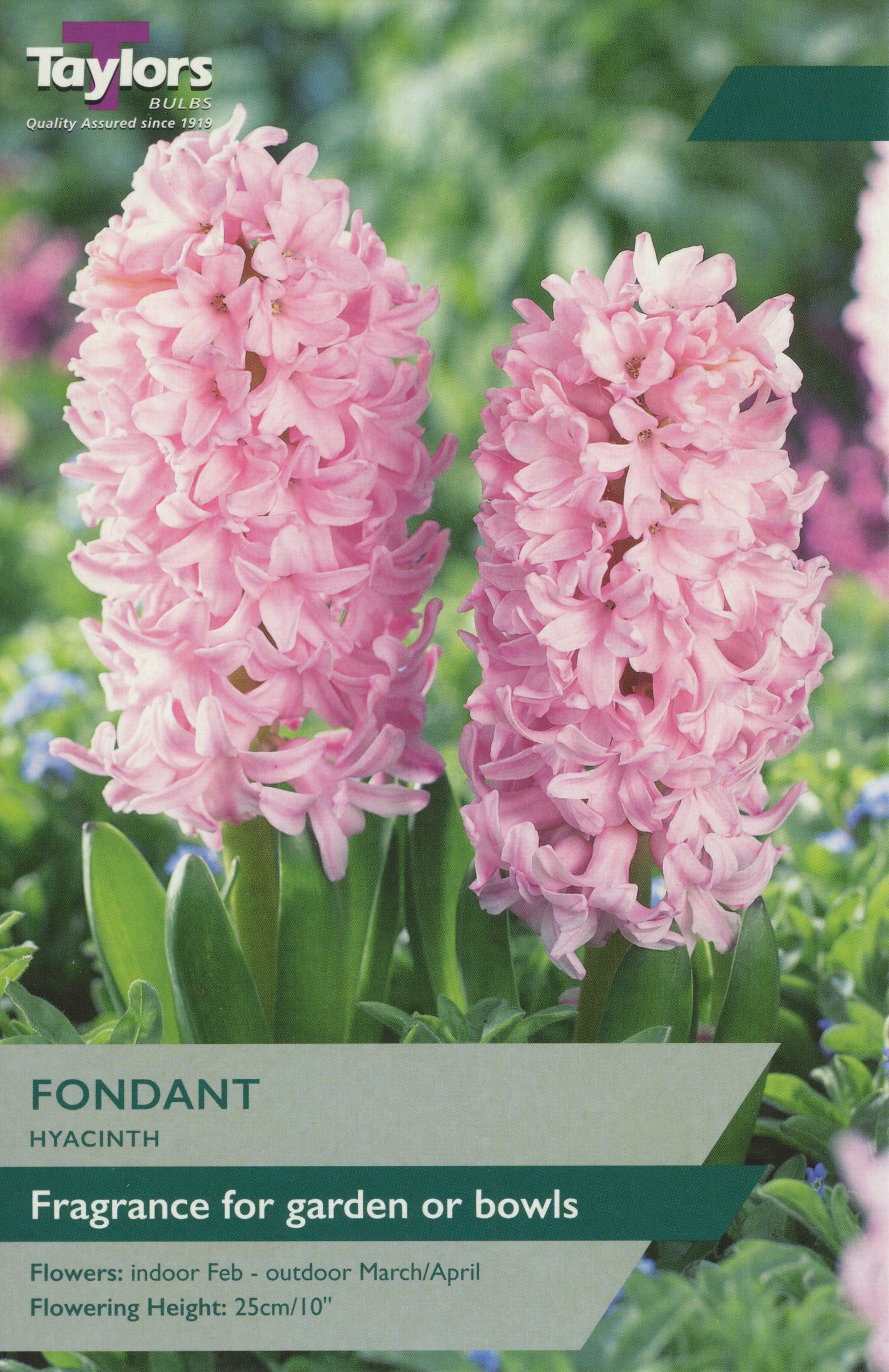 Fondant Hyacinth Pre Pack