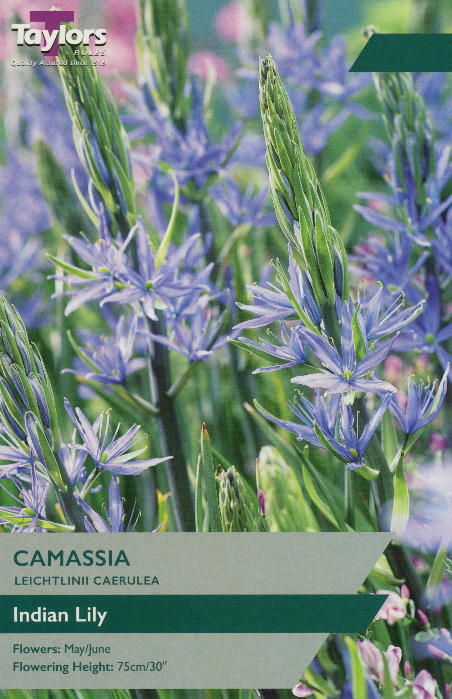 Camassia Leichtlinii Caerulea Indian Lily