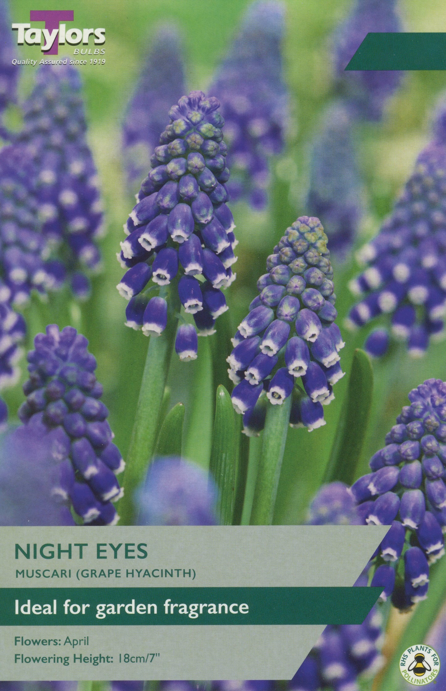 Night Eyes Muscari (Grape Hyacinth)