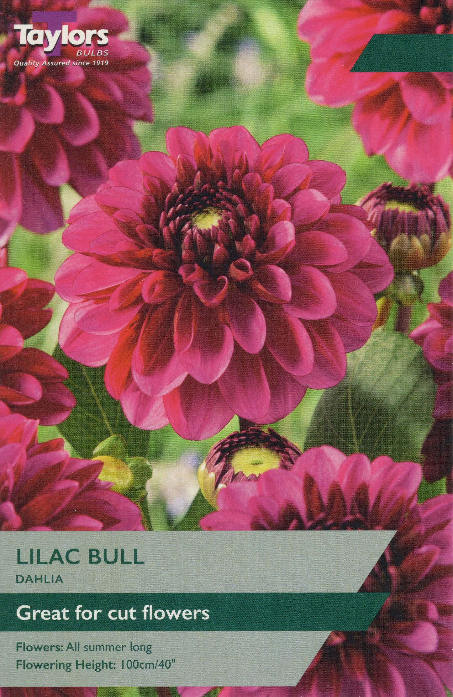 Taylors Bulbs Lilac Bull Dahlia