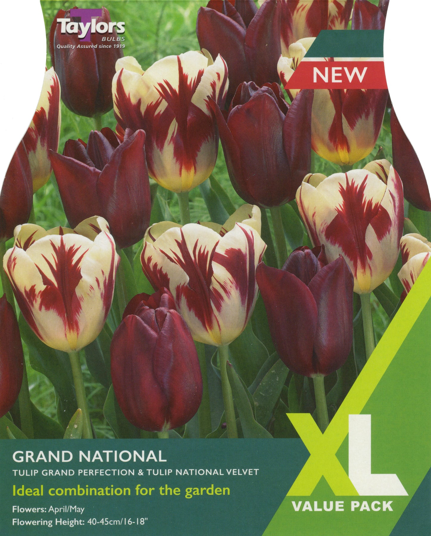 XL Value Pack Tulip Grand National - Grand Perfection and National Velvet