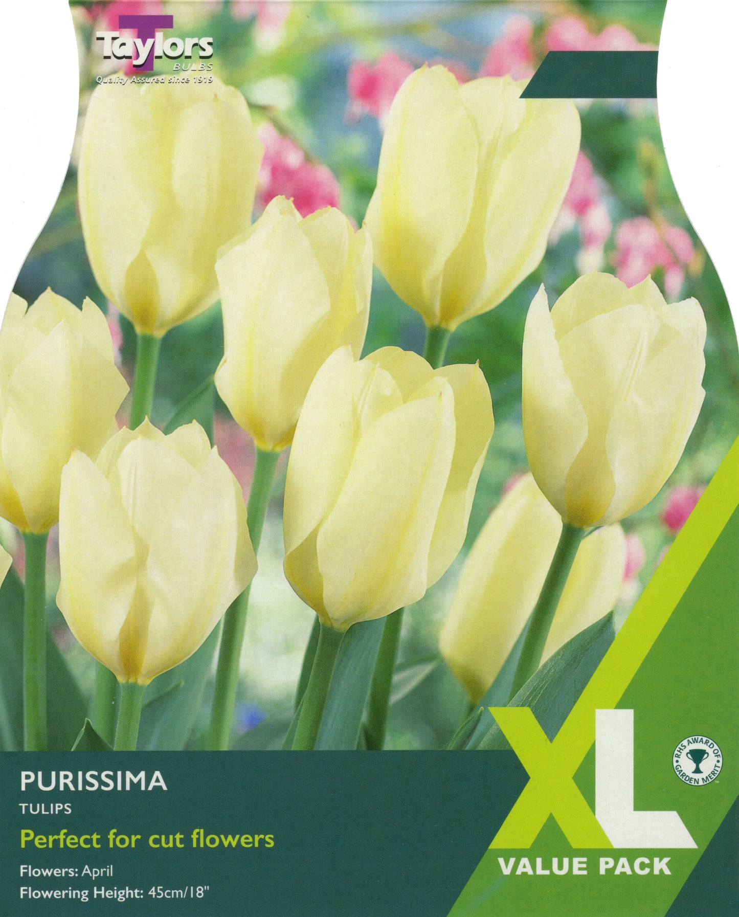 XL Value Pack Tulip Purissima