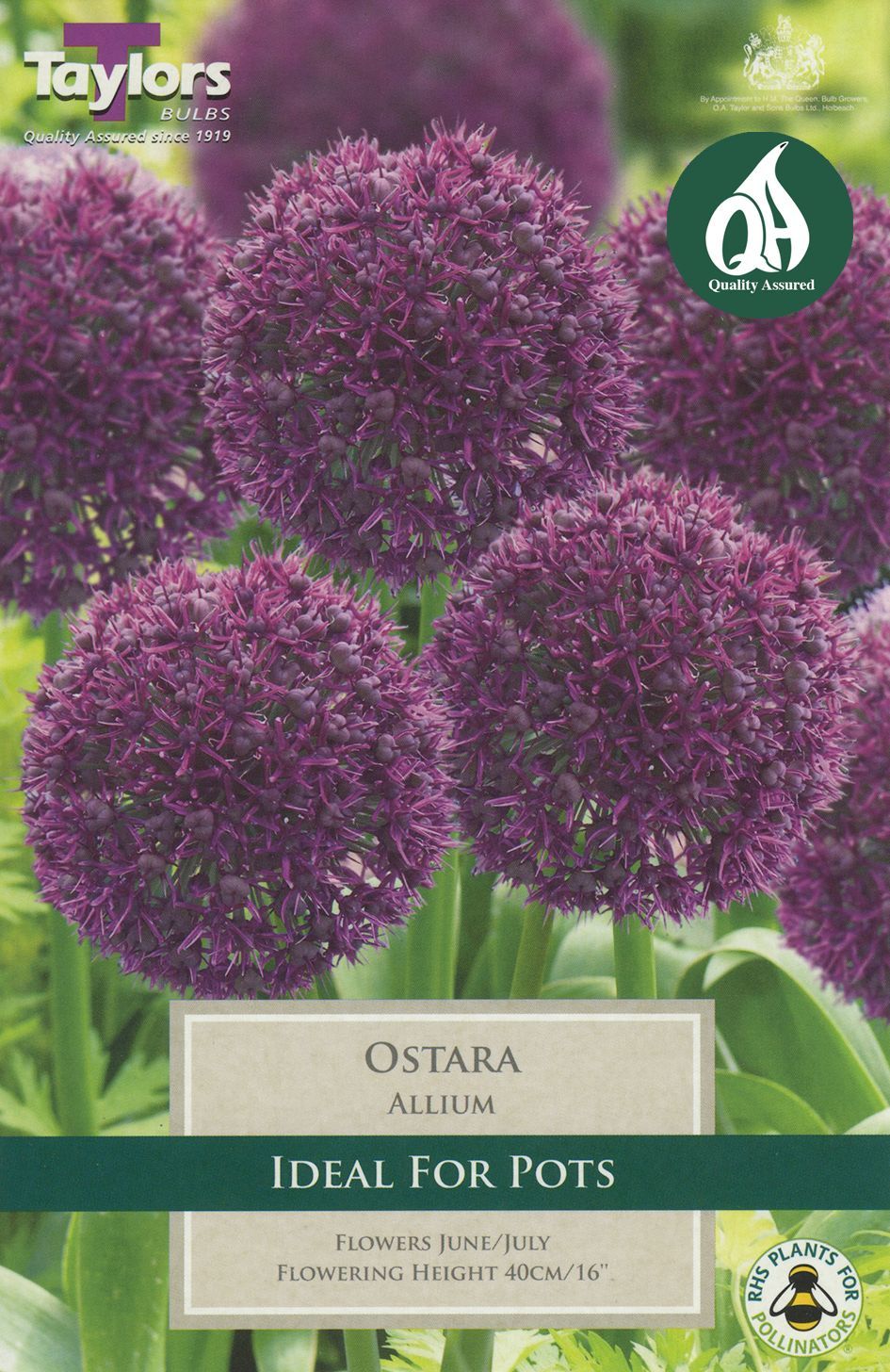 Allium Ostara - 5 Bulb Pack