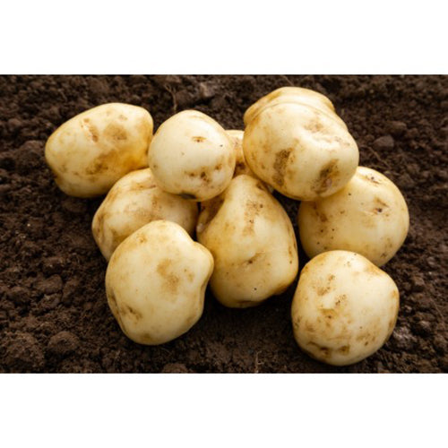 JBA Foremost Seed Potatoes 2kg